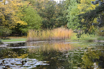 Fototapeta premium Autumn landscape: yellowed reed on duckweed pond