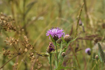 purple cornflower in a summer meadow
