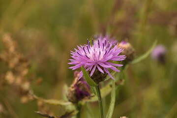 purple cornflower in a summer meadow