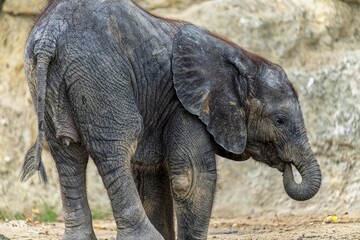 Fototapeta na wymiar baby elephant