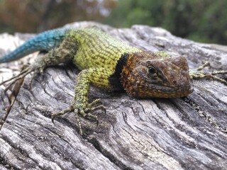 Reptil