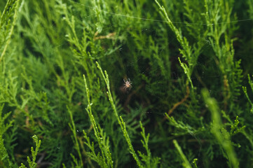 The spider sits on its web against a background of green thuja in nature and hunts, waiting for prey.