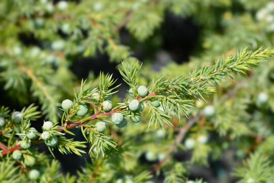 Shore Juniper Schlager