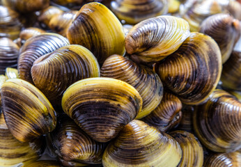 one kind of clams of Taiwan