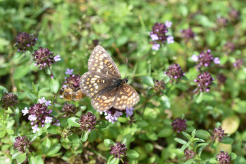 Scheckenfalter, Melitaea, ev. Flockenblumen-Scheckenfalter, Melitaea phoebe, auf Thymian