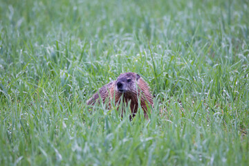 Selective focus horizontal portrait of groundhog seen looking out from wet grass after a rainy summer day, Ste. Foy rural area, Quebec City, Quebec, Canada