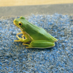 tree frog, sitting in profile