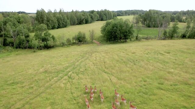 A frightened herd of fallow deer quickly runs into the forest to hide from the hunters. Aerial photography of wild animals.