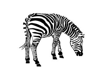 Graphical zebra eating isolated on white, vector illustration for printing and design