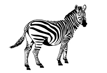 Graphical zebra standing and watching into the distance isolated on white, vector illustration for printing and design