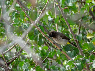 Pycnonotus barbatus tricolor