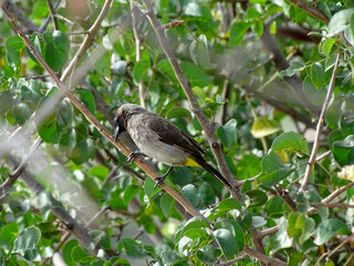 Pycnonotus barbatus tricolor