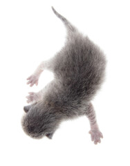 Little newborn kitten isolated on a white background.