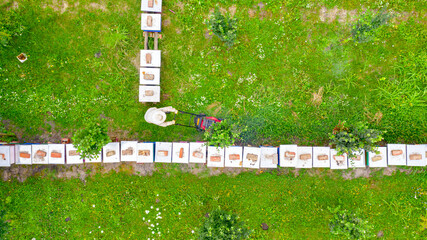 Aerial view of beekeeper as he mowing a lawn in his apiary with a petrol lawn mower