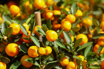 Ripe tangerines on the branches of a tree