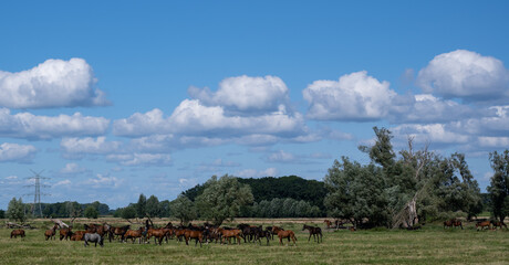 Fototapeta na wymiar Pferde Herde beim Auslaufen auf einer Wiese