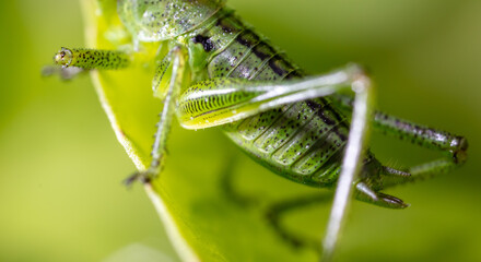 Green grasshopper in grassy vegetation.