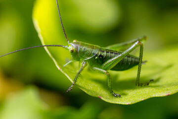 Green grasshopper in grassy vegetation.