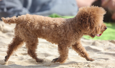 A dog walks in the sand.