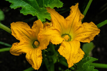 Close up of two yellow squash or pumpkin flowers