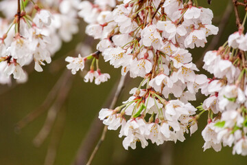 醍醐寺の山桜