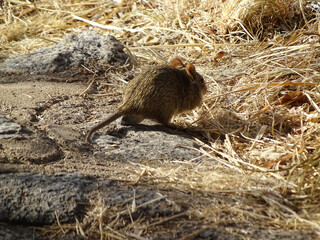 Arvicanthis niloticus