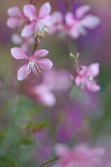 Fototapeta premium ピンクのガウラ 白蝶花