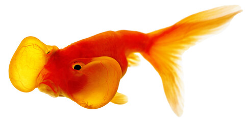 Bubble Eye Goldfish