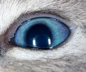 Close up of the blue eye of a little kitten.
