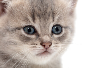 Little fluffy kitten isolated on a white