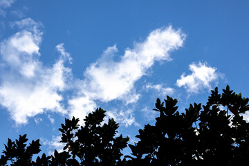 Fototapeta premium Twigs against the blue sky and white clouds background.