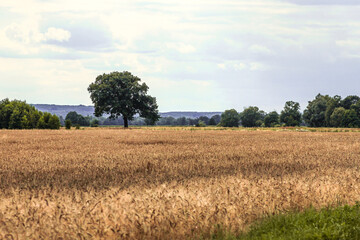 Obraz premium Pole zboża i drzewa.
