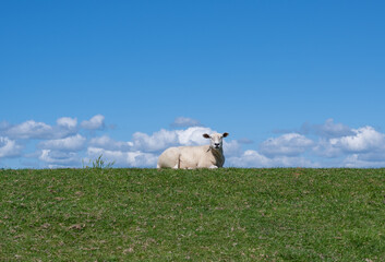 Obraz premium Schafe grasen auf einem Deich an der Elbe