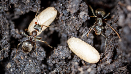 White ant eggs in nature.