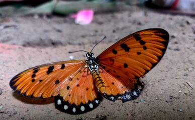 Obraz na płótnie Canvas Beautiful Orange with black spot butterfly Acraea terpsicore
