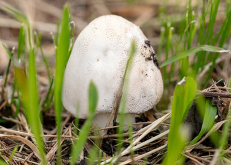 Champignon mushrooms in the ground
