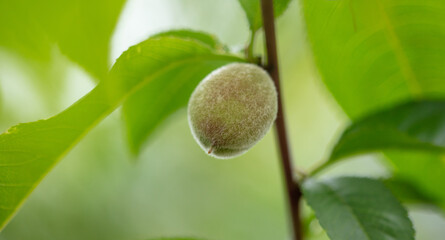 Little peaches on a tree in the vegetable garden.