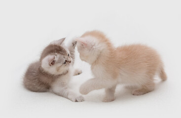 Two little british kittens playing together