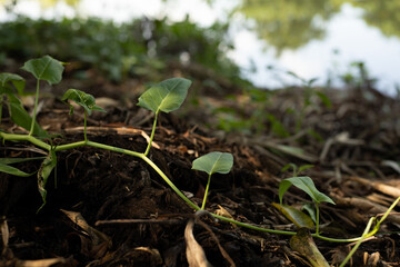 new life in the garden