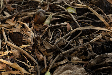 close up of a dry leaf