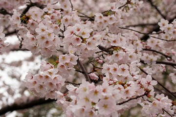 雨の日の醍醐寺の桜