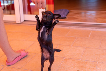 beautiful little dog is dancing for food, Chipoo Dog