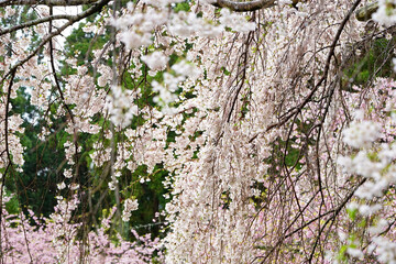 雨の日の醍醐寺の枝垂れ桜