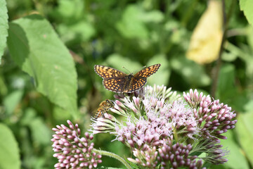 Scheckenfalter, Melitaea, auf Wasserdost