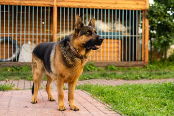 A long-haired German shepherd in the yard