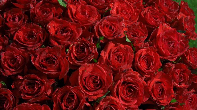 Beautiful red roses in the garden on the grass. Sunny summer day. Huge bouquet of flowers. High quality 4k footage