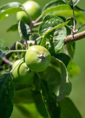 Close-up of apples on the branches of a tree.