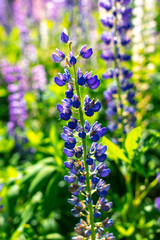 Beautiful purple flower grows in the park.