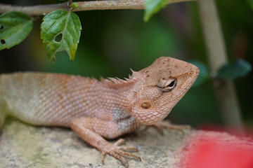 lizard on a branch