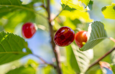 Close up of red cherry on a tree.